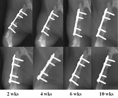 Radiographs comparing progressive healing of a bone defect in a rat femur between control defects (top row) and EPC-treated defects (bottom row).