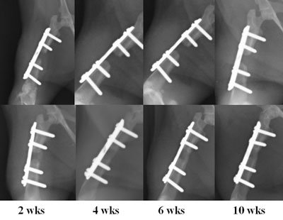 Radiographs comparing progressive healing of a bone defect in a rat femur between defects treated with MSCs (top row) and EPC-treated defects (bottom row).