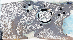 Representative histologic medial section