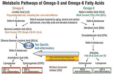 Good health depends on omega-6 gamma linolenic acid, a downstream metabolite of linoleic acid