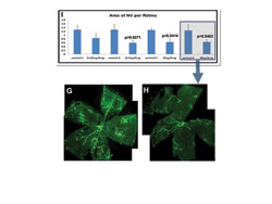 Study performed by Peter Campochiaro, MD, at Wilmer Eye Institute at Johns Hopkins University in an ischemic retinopathy treated mouse model for pre-retinal neovascularization showed ALG-1001 caused significant inhibition of neovascularization, with three doses exhibiting statistical significance.