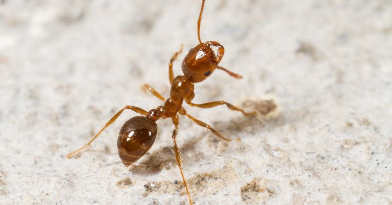 fire ant