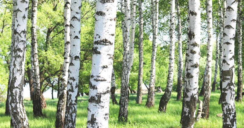 Birch trees