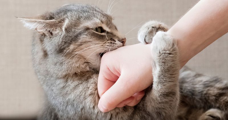 cat biting a hand