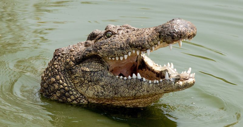 Crocodile