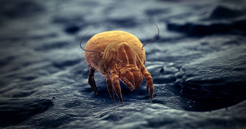 House dust mite