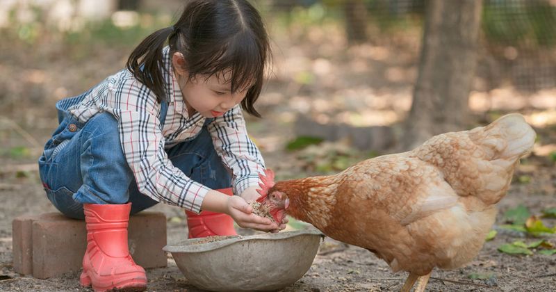 farm girl feeding chicken