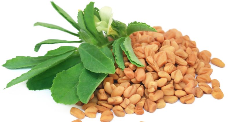 Fenugreek