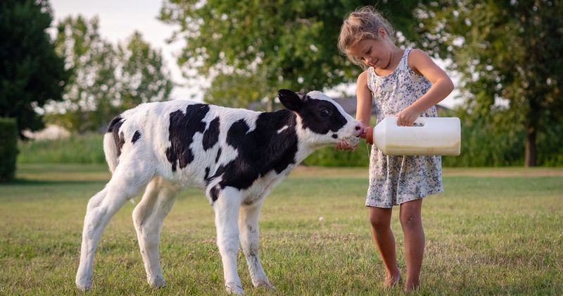 girl and cow