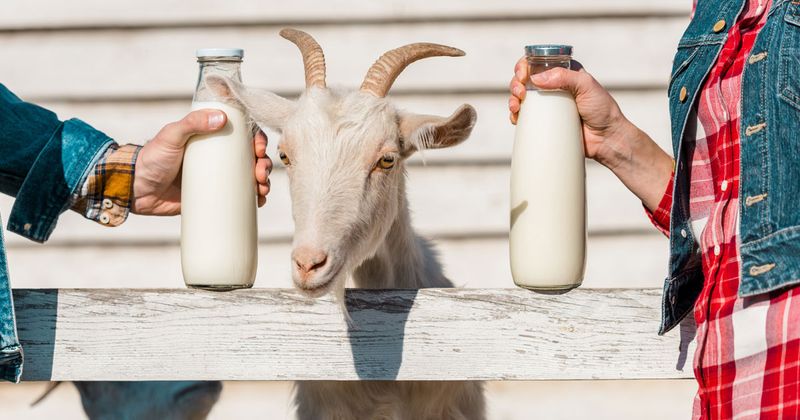 goat and goat milk