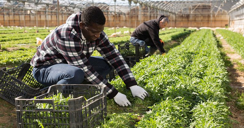 Greenhouse workers