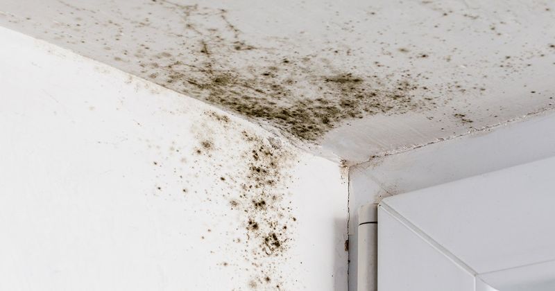 indoor mold