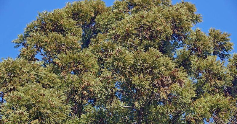 Japanese cedar tree