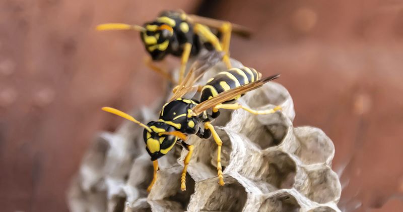 wasp on nest