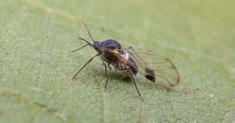 AdobeStock_483380646_BlackFly_1200x630