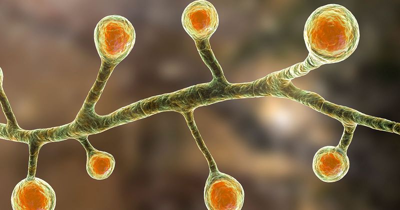 AdobeStock_Blastomyces_dermatitidis_fungi_1200x630