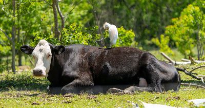 Veterinarians had undetected bird flu infections, but such cases are rare, CDC says