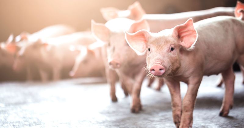 AdobeStock_Pigs_1200x630