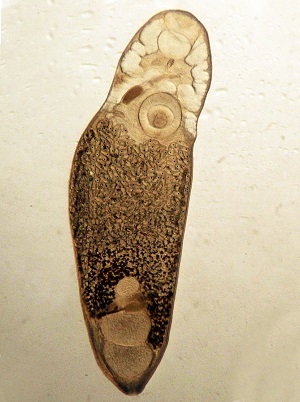 Photo of an adult Philophthalmus species eye fluke 