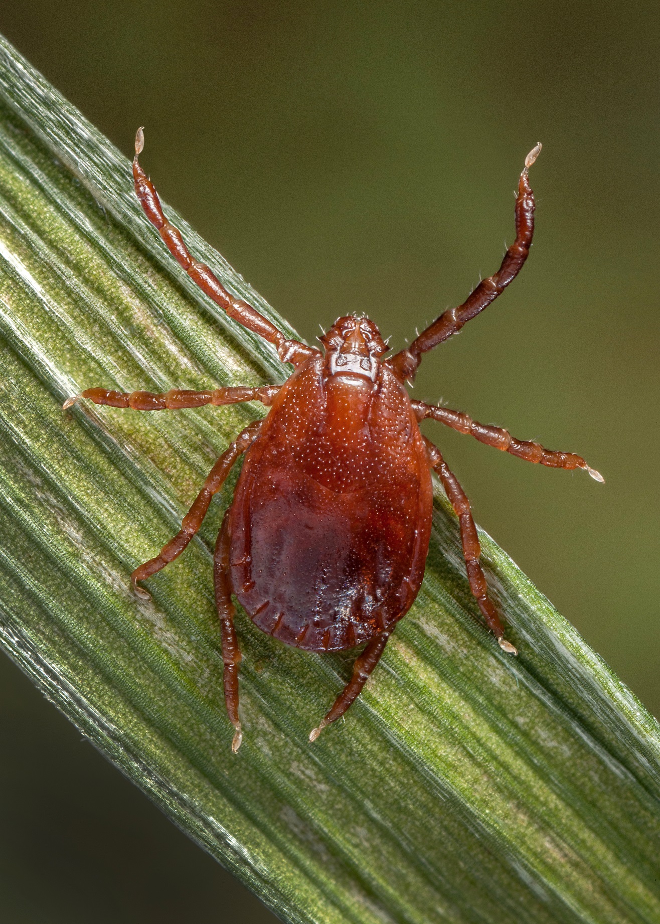 Photo of an Asian long-horned tick