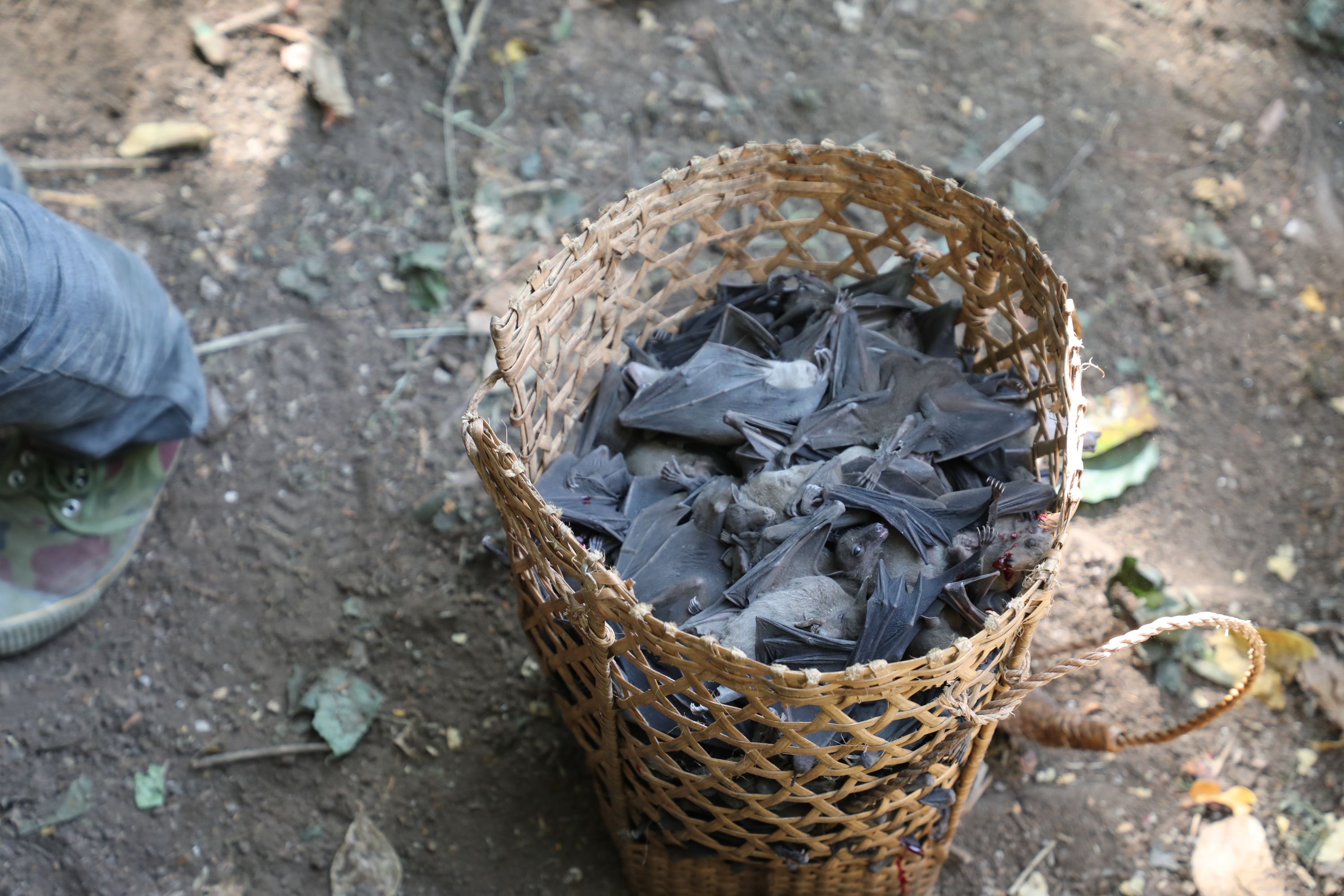 A photo of bats in a basket