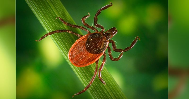 Blacklegged tick