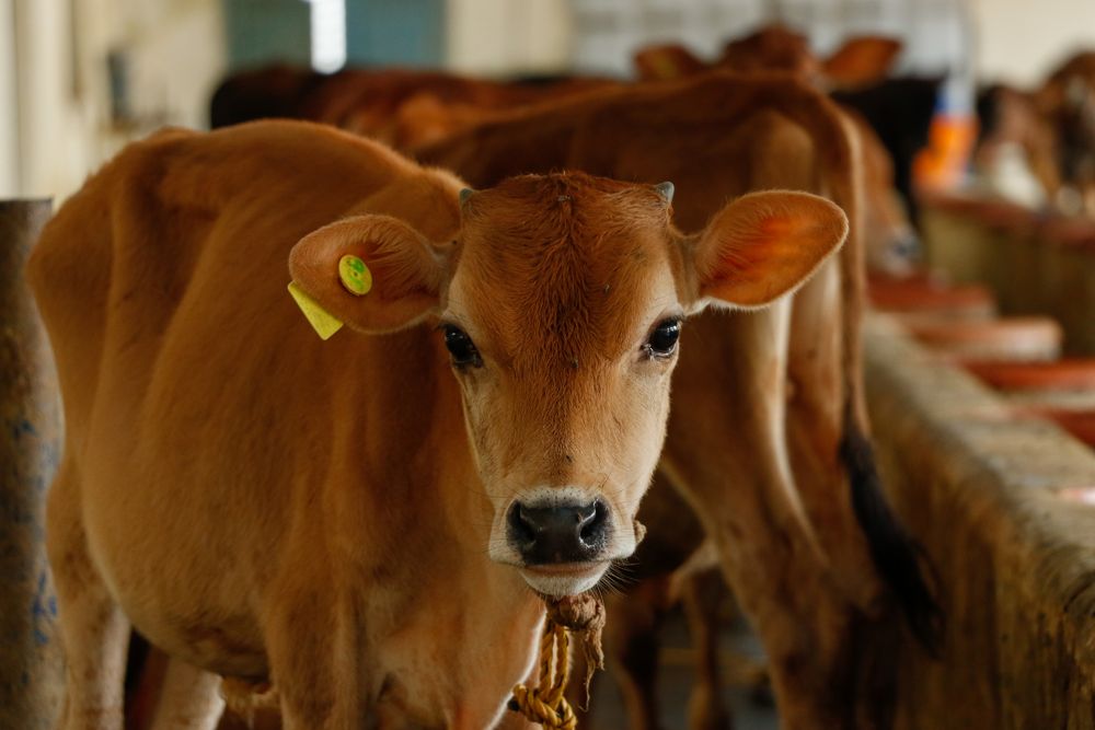 Photo of cows with bovine TB