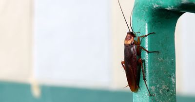 Investigation links cockroaches to outbreak of resistant bacteria in ICU