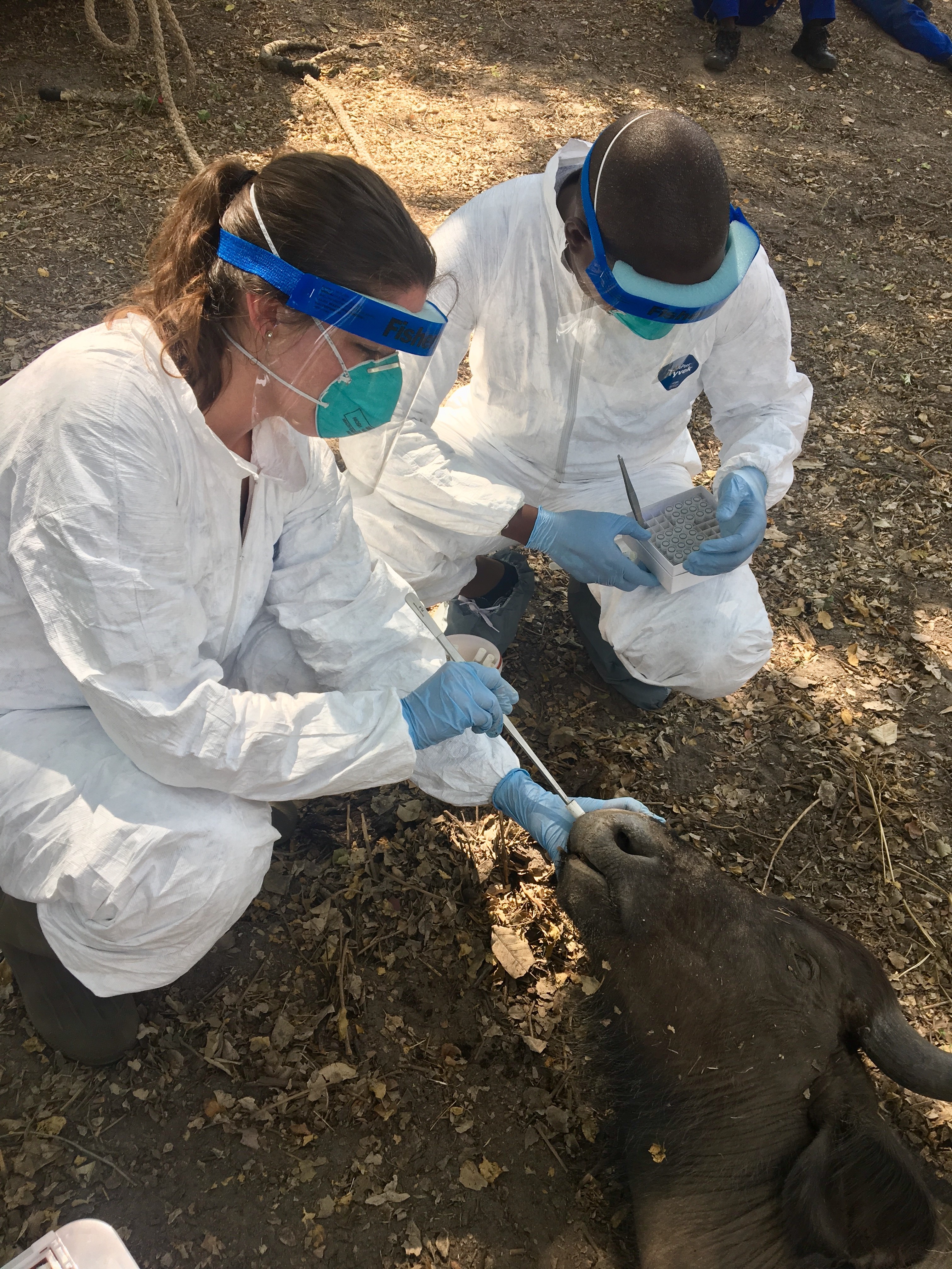 Caitlin Cossaboom collects specimen from cape buffalo