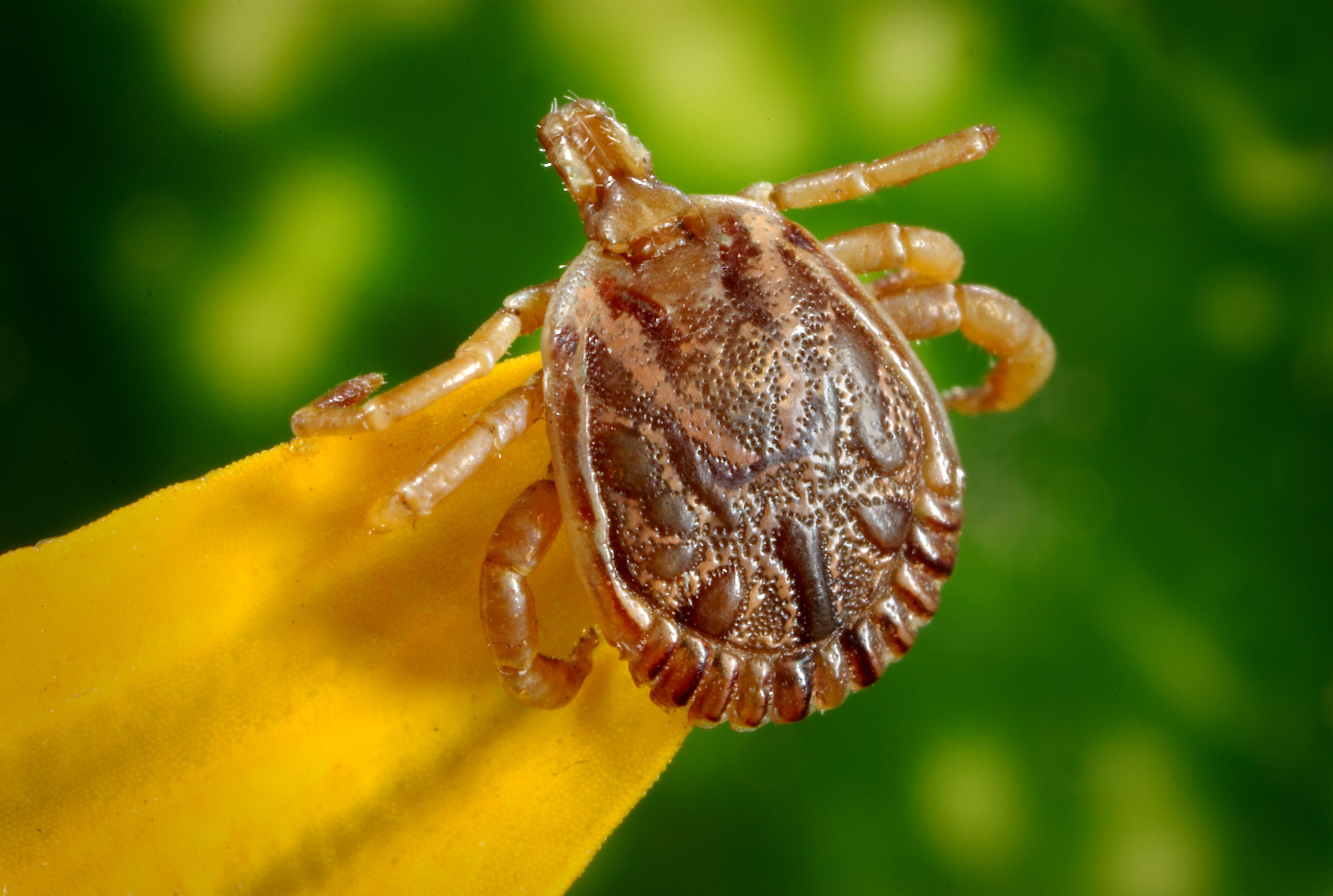 Cayenne tick