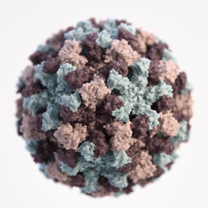 Photo of a norovirus