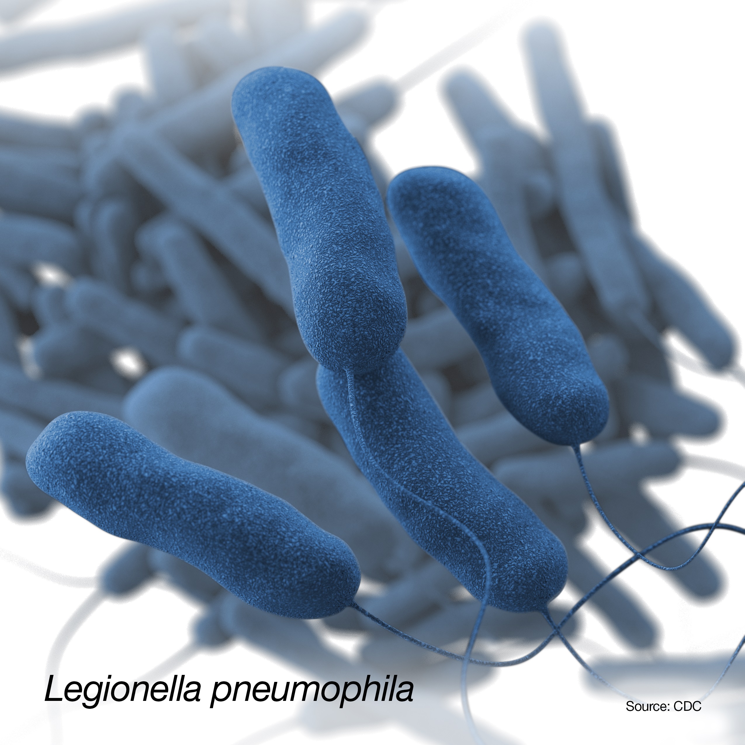 Photo of legionella pneumophila 