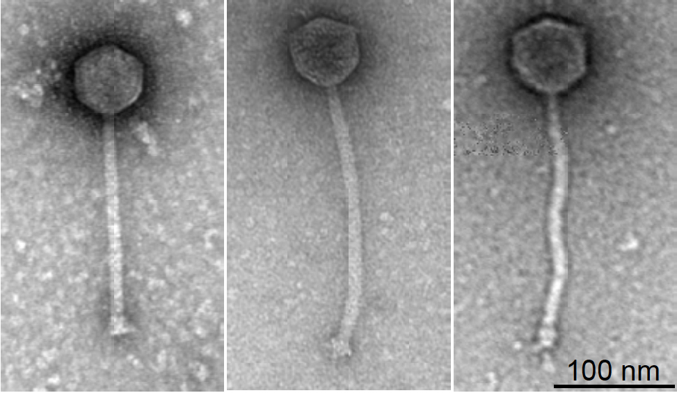 Photo of phages