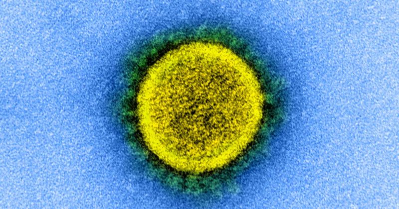 SARSCoV2virus2 NIAIDWEB