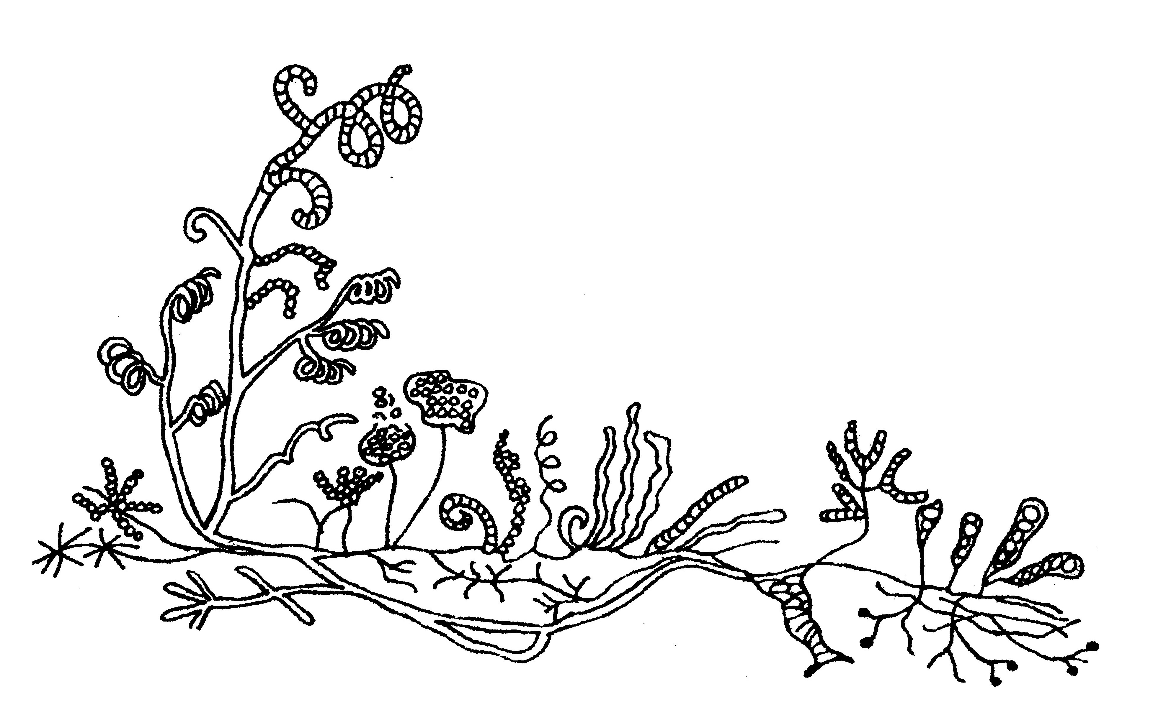 a drawing of Streptomyces griseus 