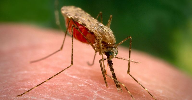 A naturally occurring microbe impaired malaria transmission among Anopheles arabiensis mosquitoes in Kenya. Credit: CDC/James Gathany