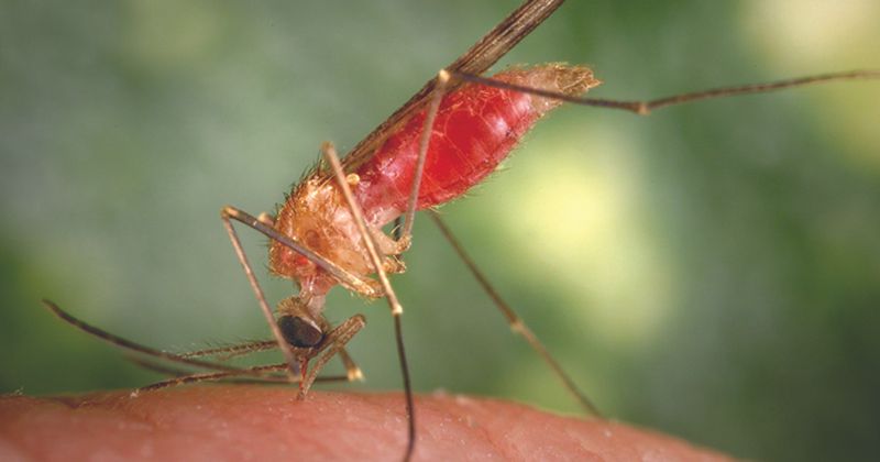 Anopheles gambiae