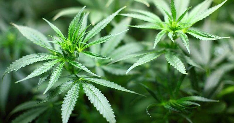 The University of Nebraska Medical Center and Ananda Scientific enrolled the first patient in a study of a cannabidiol-containing drug for PTSD. Image: Adobe Stock