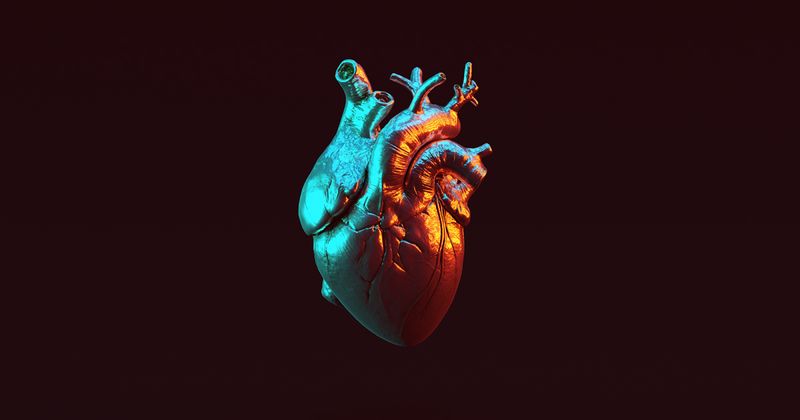 3D Anatomical Heart_297050149