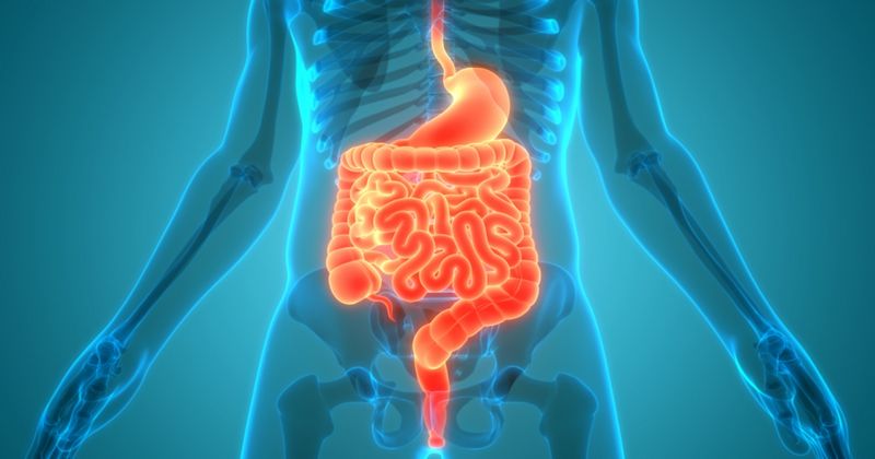 Digestive tract