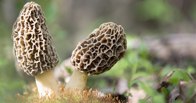 morel mushrooms