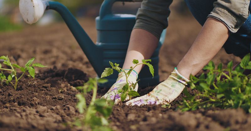 Gardening