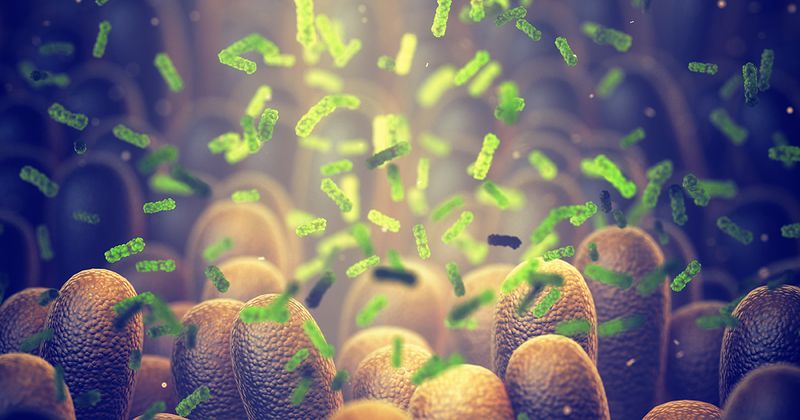 Intestinal bacteria, Gut microbiome