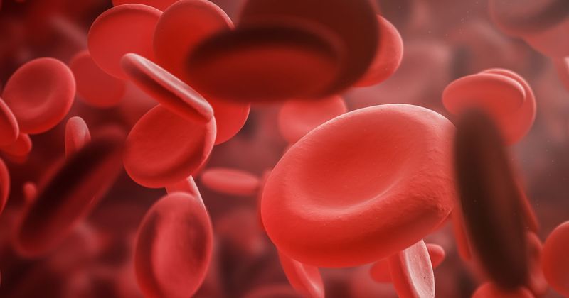 image of blood cells