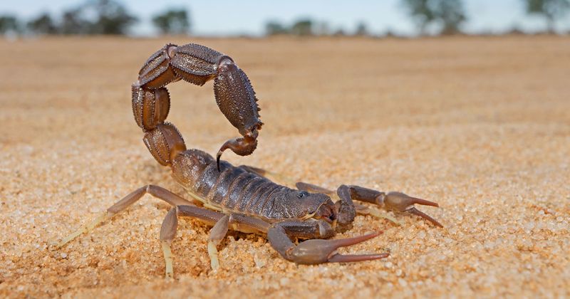 Scorpion in the wild.