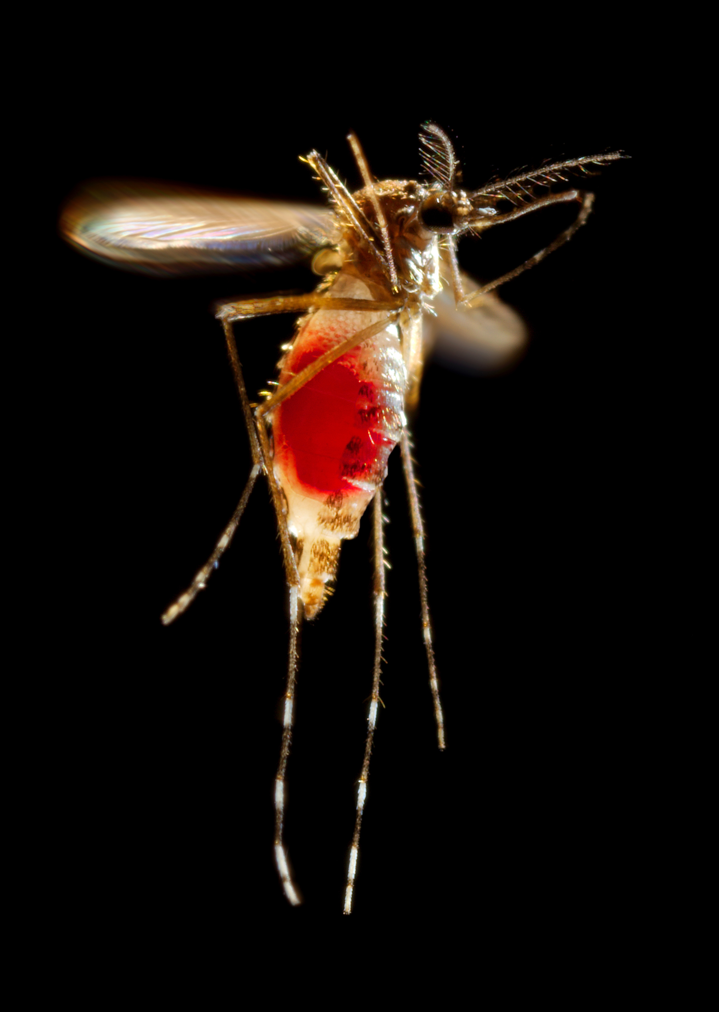 Image of a female Aedes aegypti mosquito