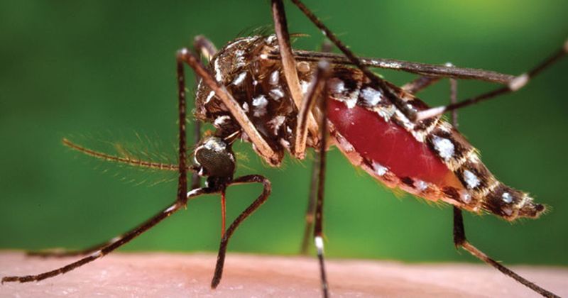 Photo of the Aedes aegypti mosquito, 2018; photo credit: James Gathany