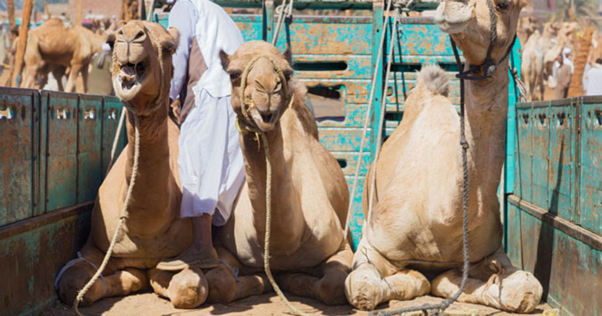 Camels on a cart at an animal market