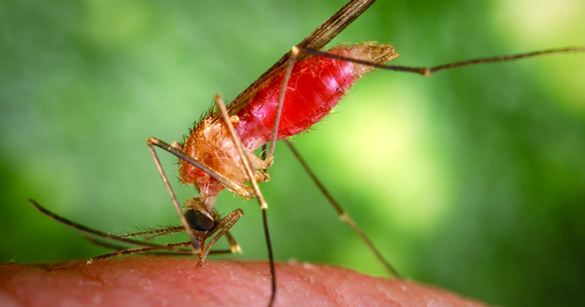 Image of Anopheles gambiae mosquito. 