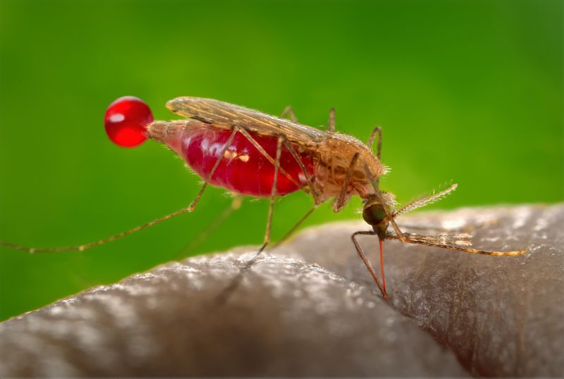 Image of Anopheles gambiae mosquito. 